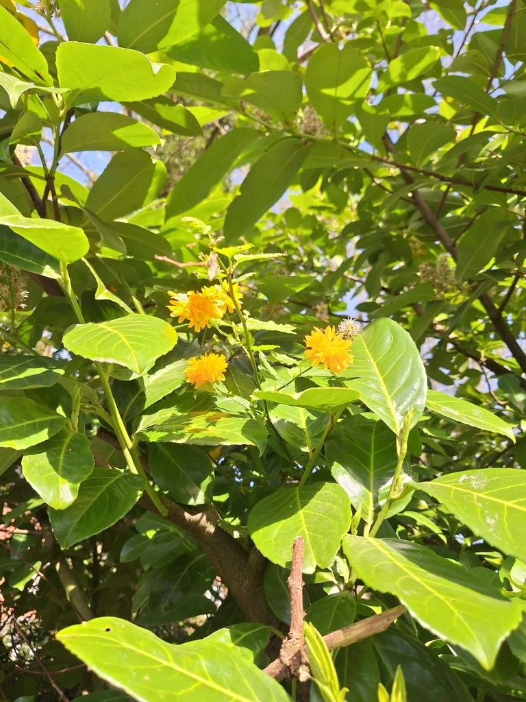 Kerria Japonica