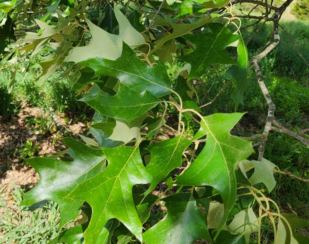 Quercus Pagoda