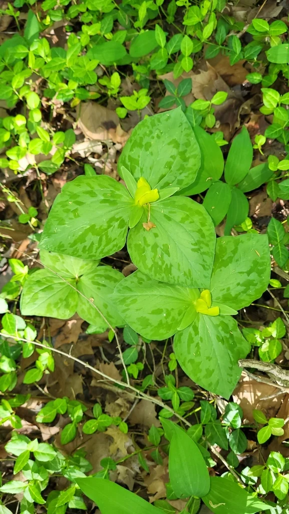 Trillium Luteum