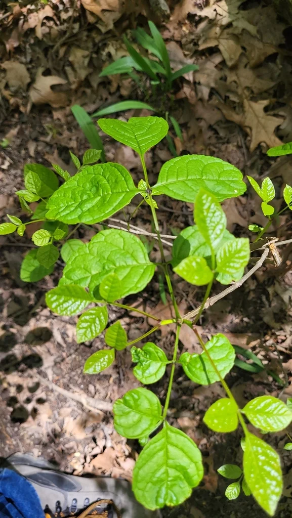 Fraxinus Quadrangulata