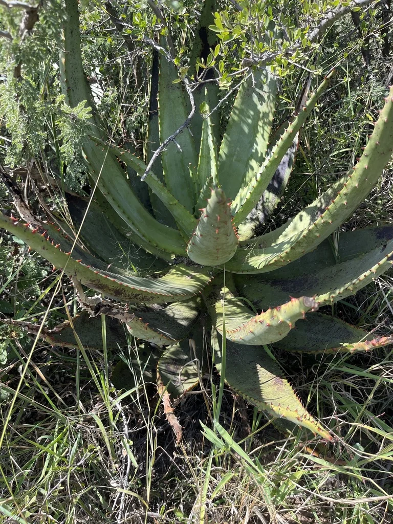 Aloe Marlothii