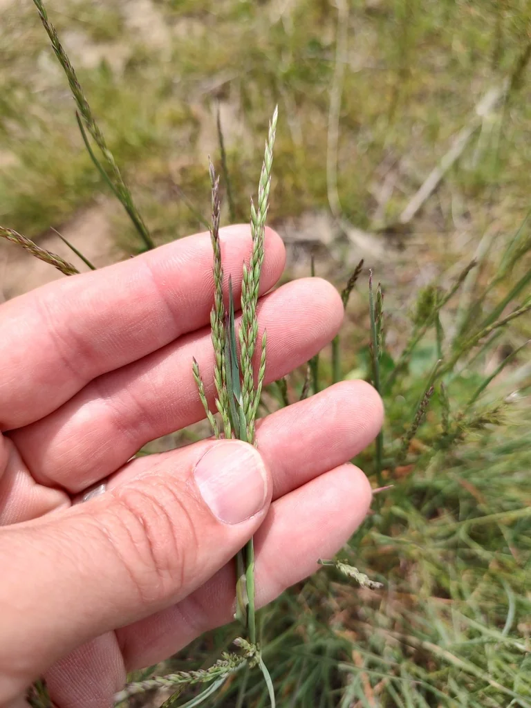 Poa Secunda