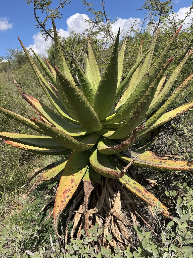 Aloe Marlothii