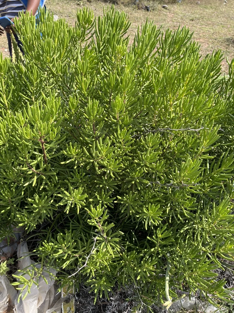 Senecio Barbertonicus