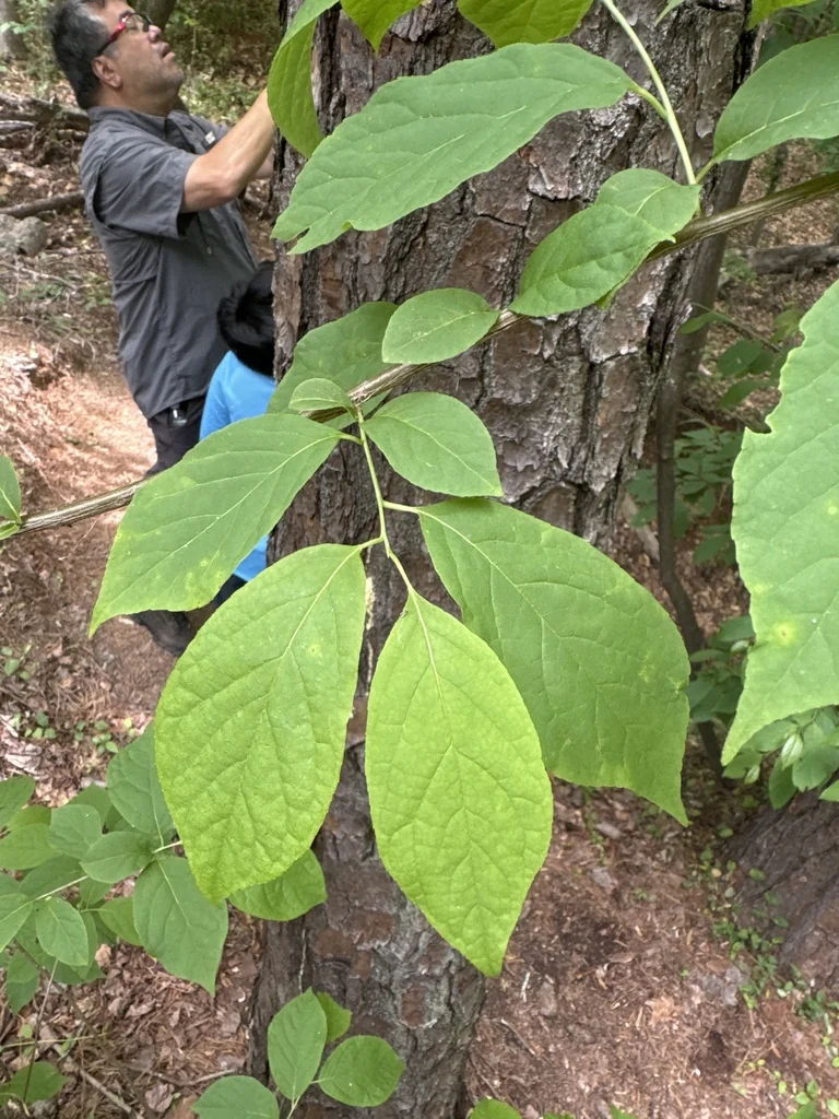 Halesia Carolina