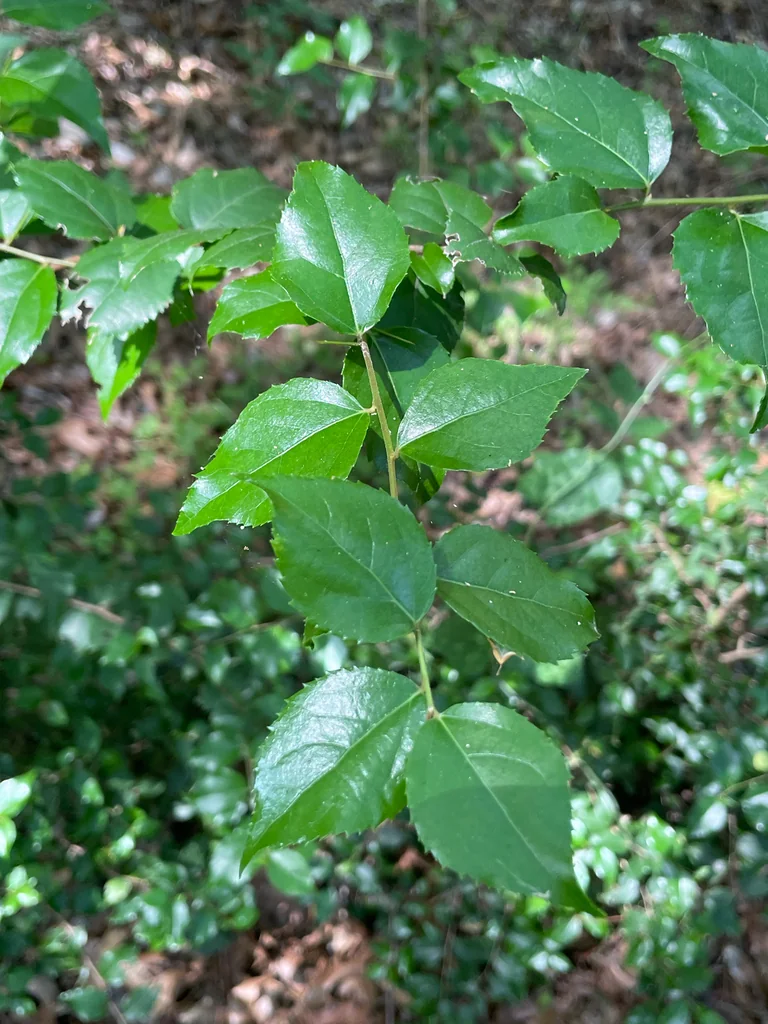 Xylosma Congestum
