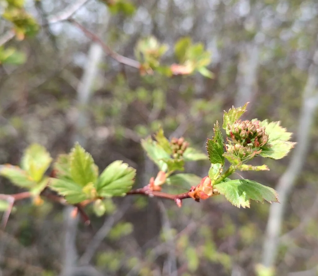Crataegus Douglasii