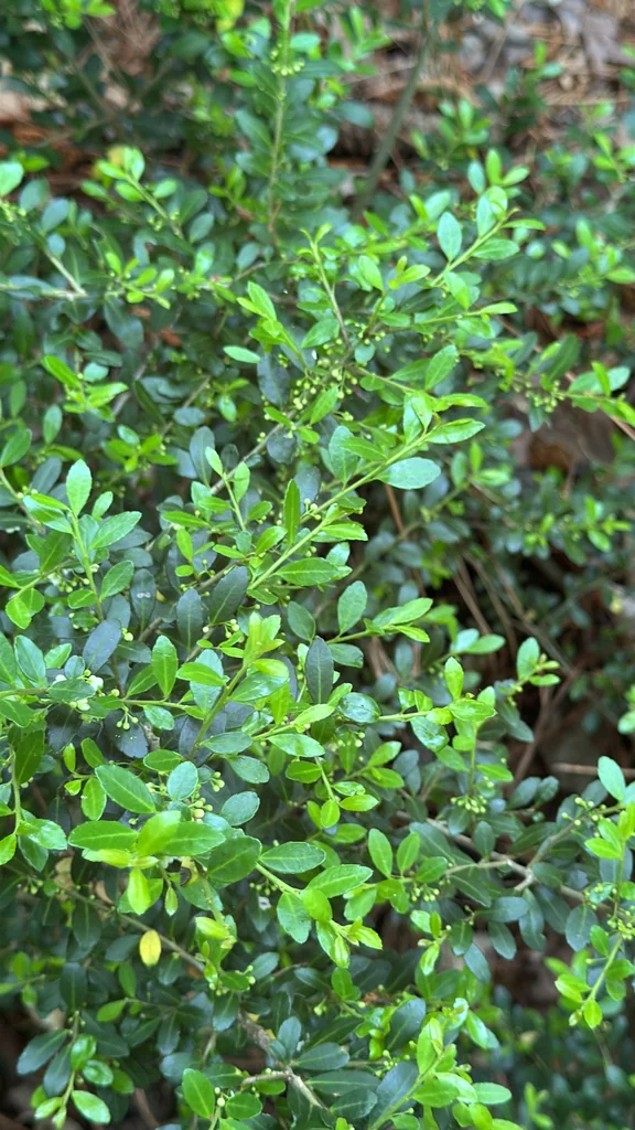 Ilex crenata