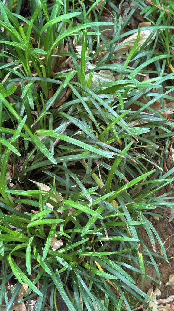 Liriope Muscari