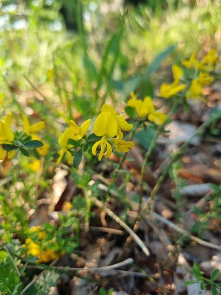 Genista Pilosa