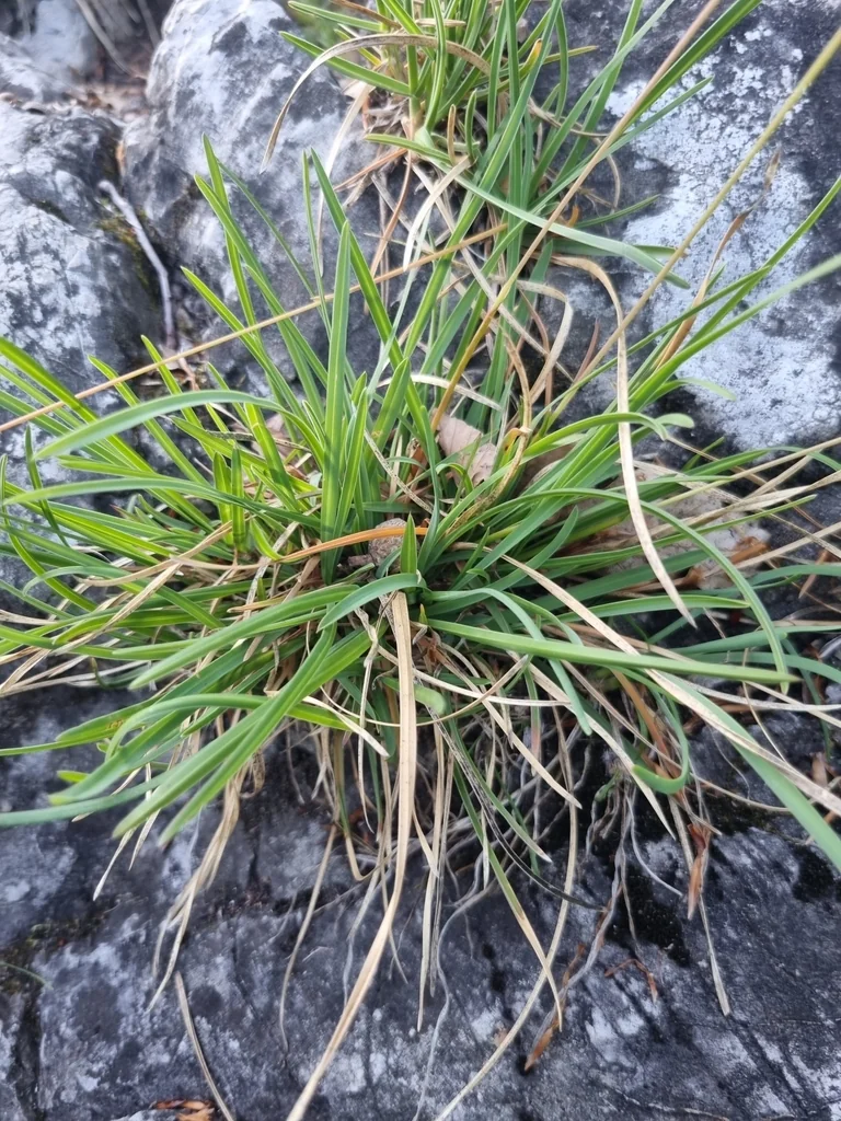Sesleria Caerulea