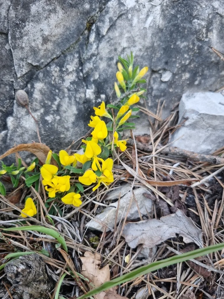 Genista Pilosa