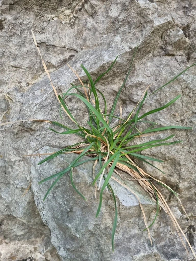 Sesleria Caerulea