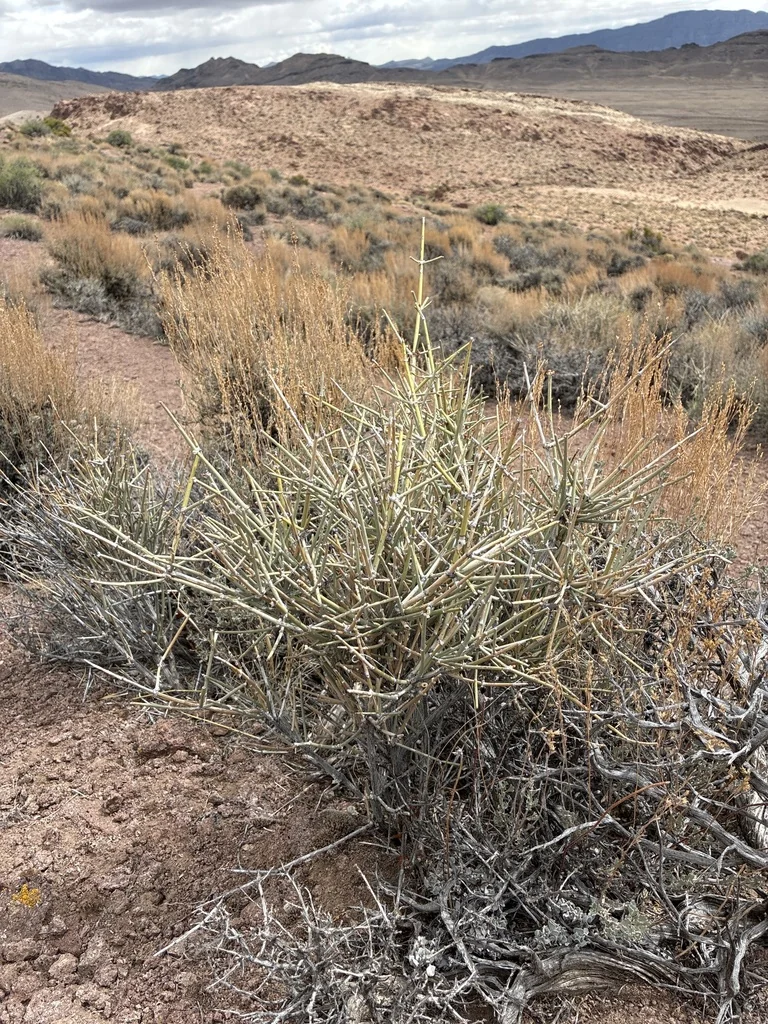 Ephedra Nevadensis
