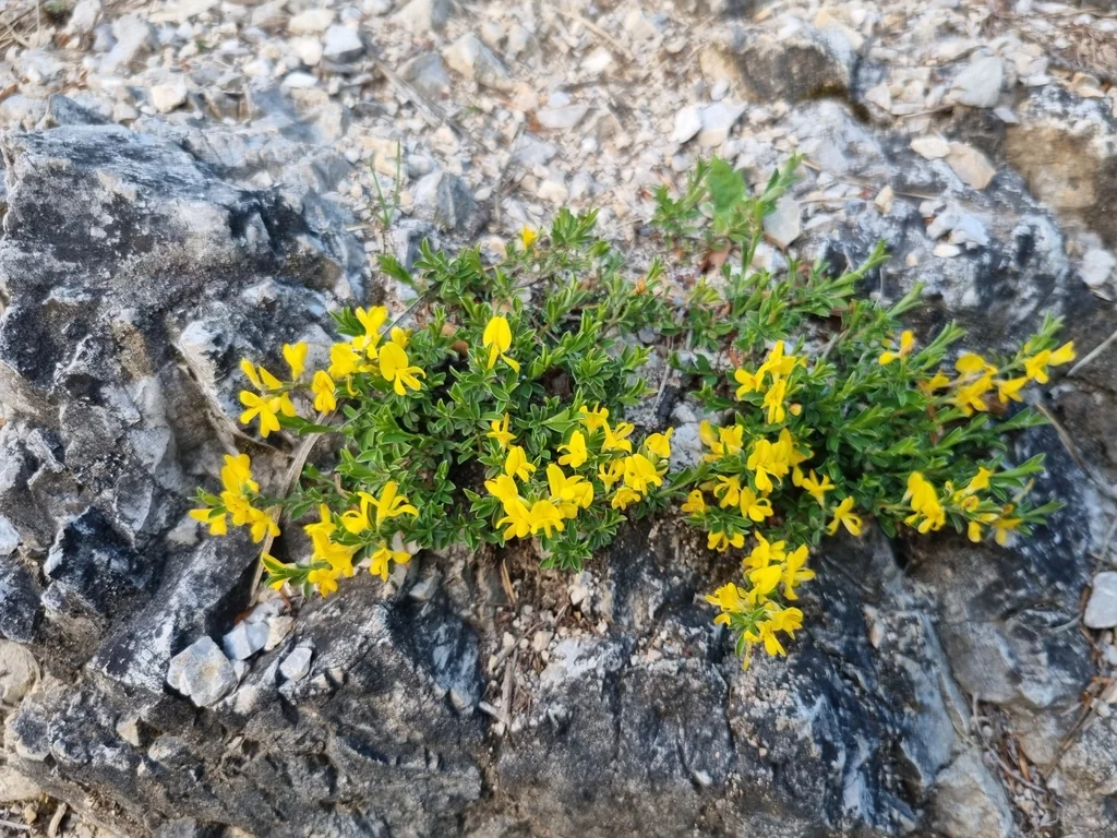 Genista Pilosa