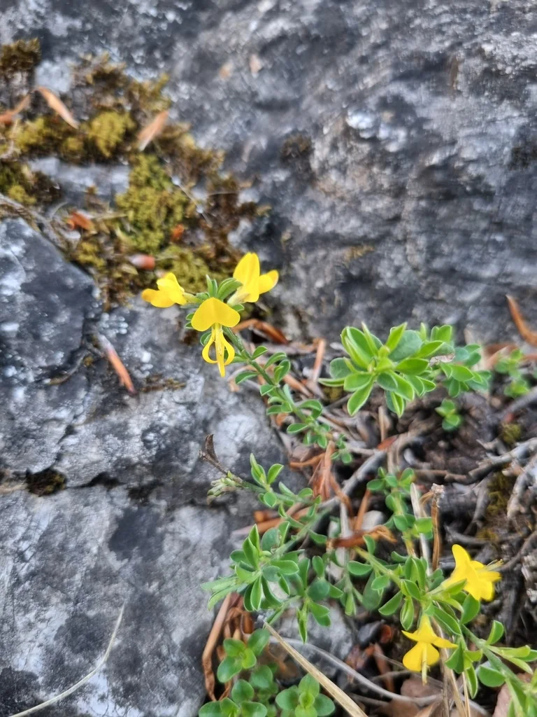 Genista Pilosa