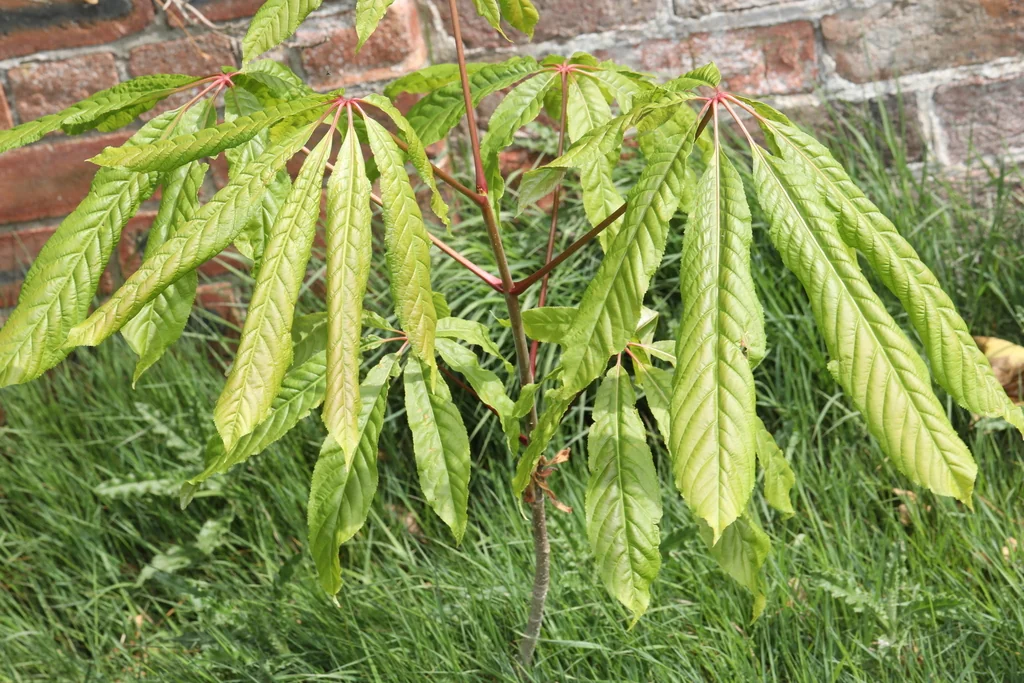Aesculus Indica