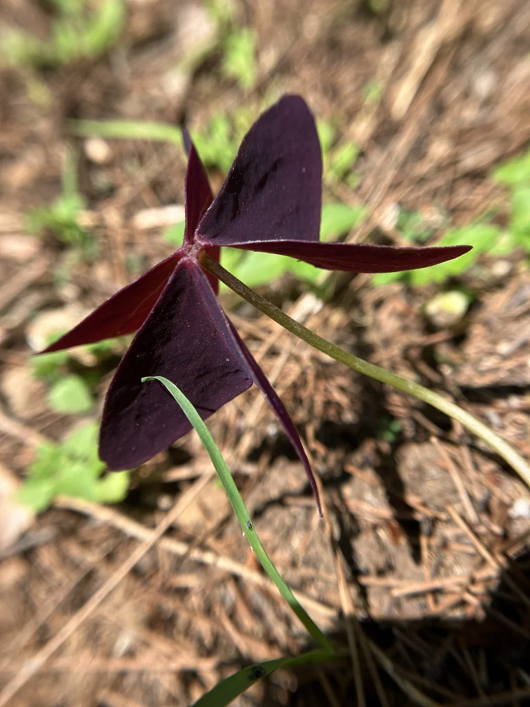 Oxalis Triangularis
