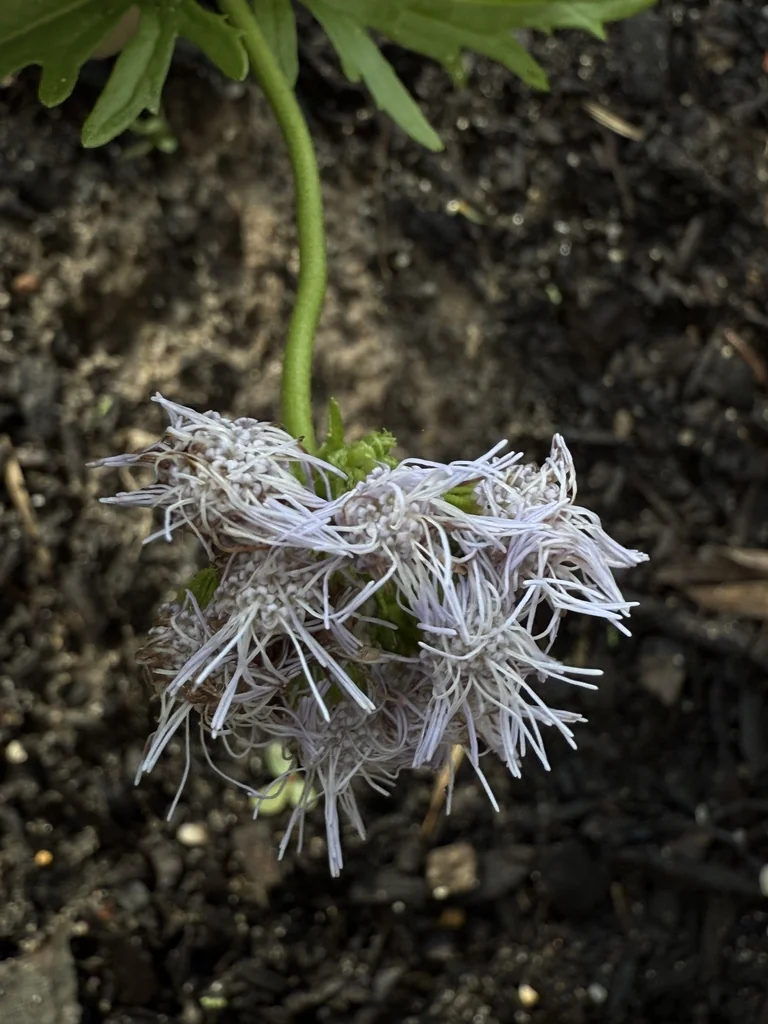 Conoclinium Greggii