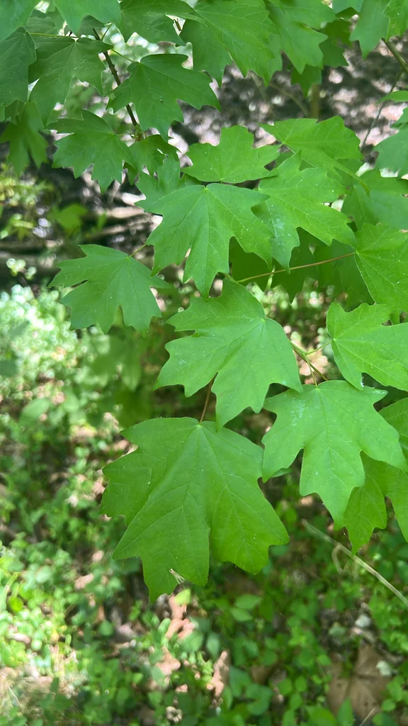 Acer Floridanum