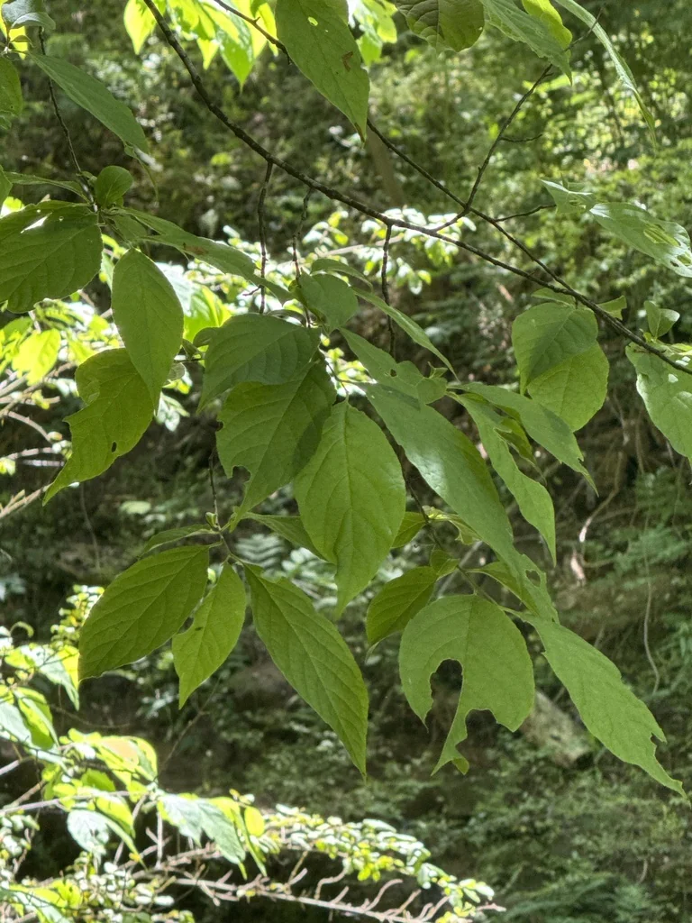 Halesia Carolina