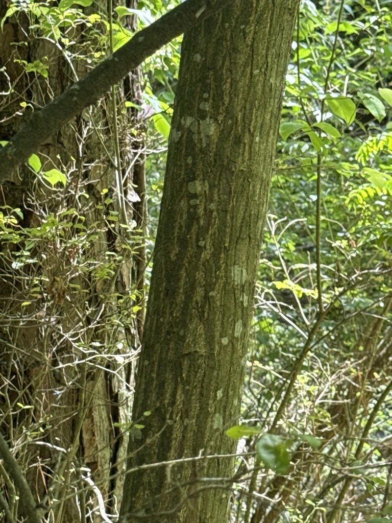 Halesia Carolina
