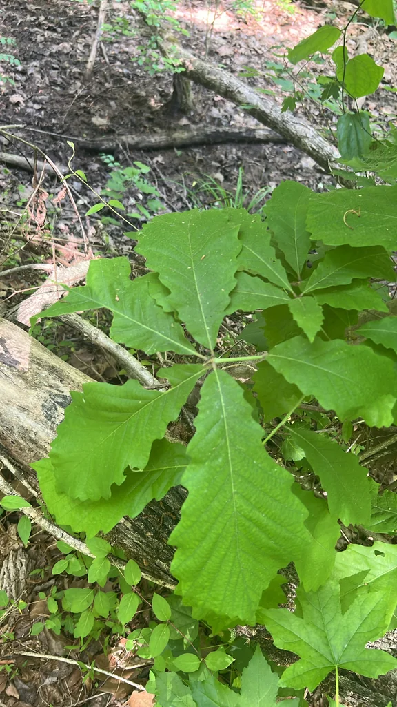 Quercus Michauxii