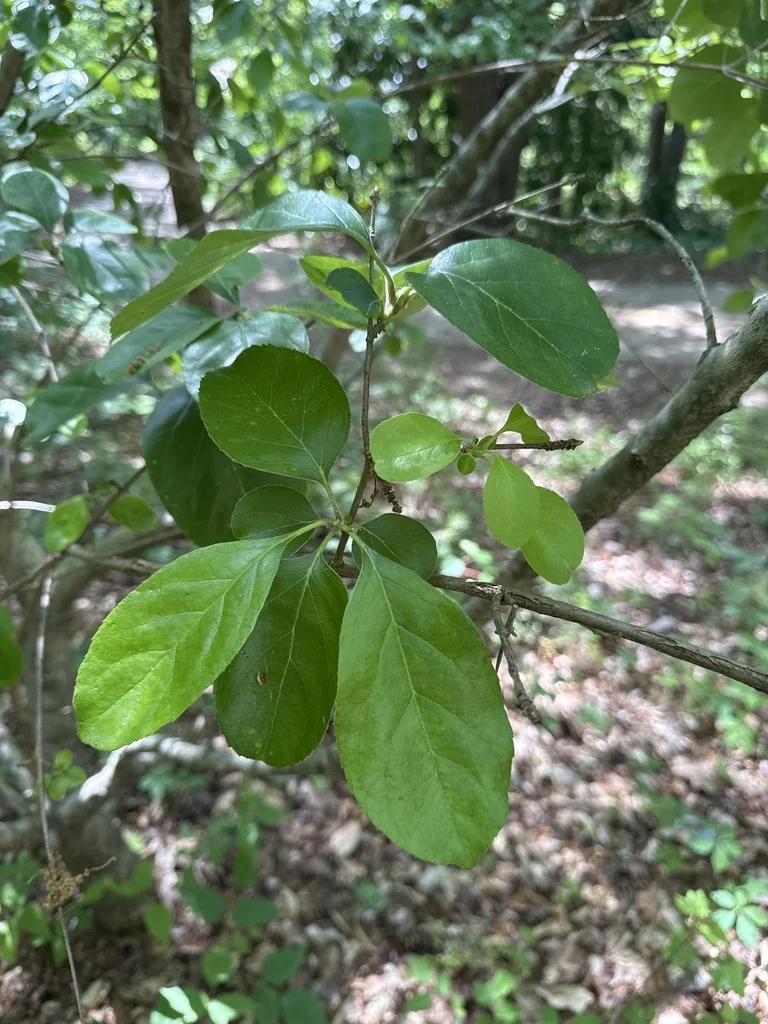 Chionanthus Retusus