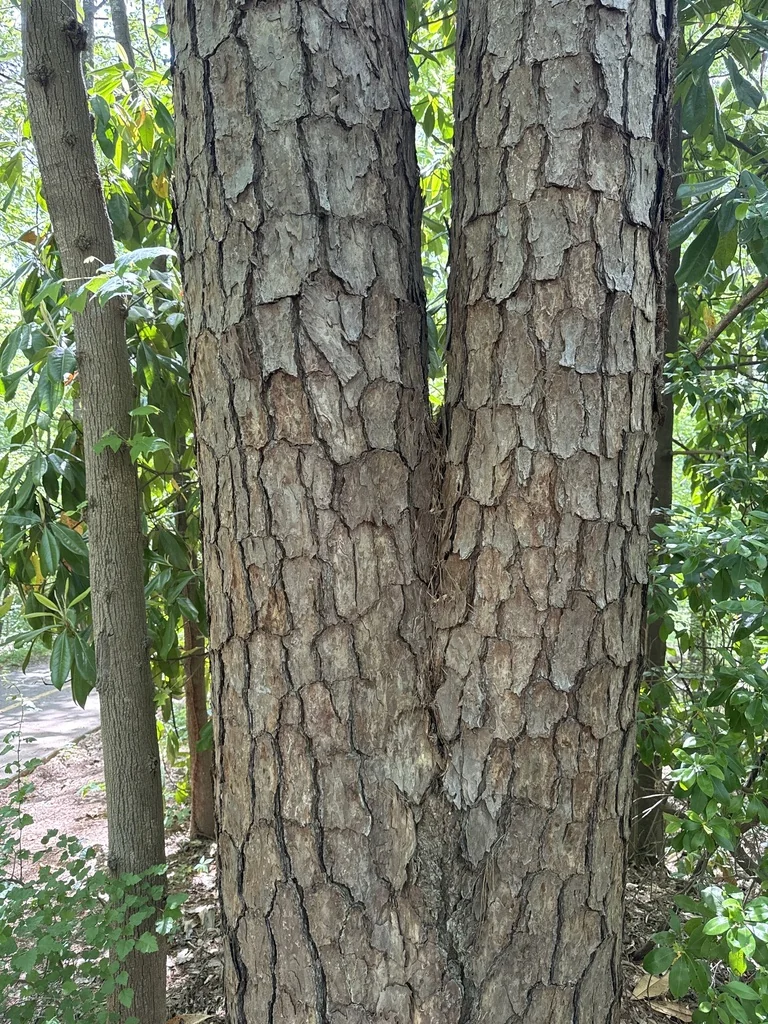 Pinus Echinata