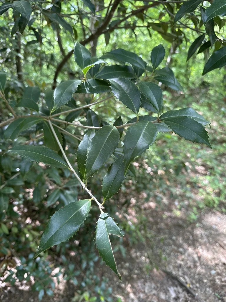 Osmanthus Fragrans