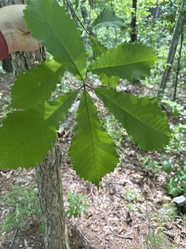 Quercus Michauxii