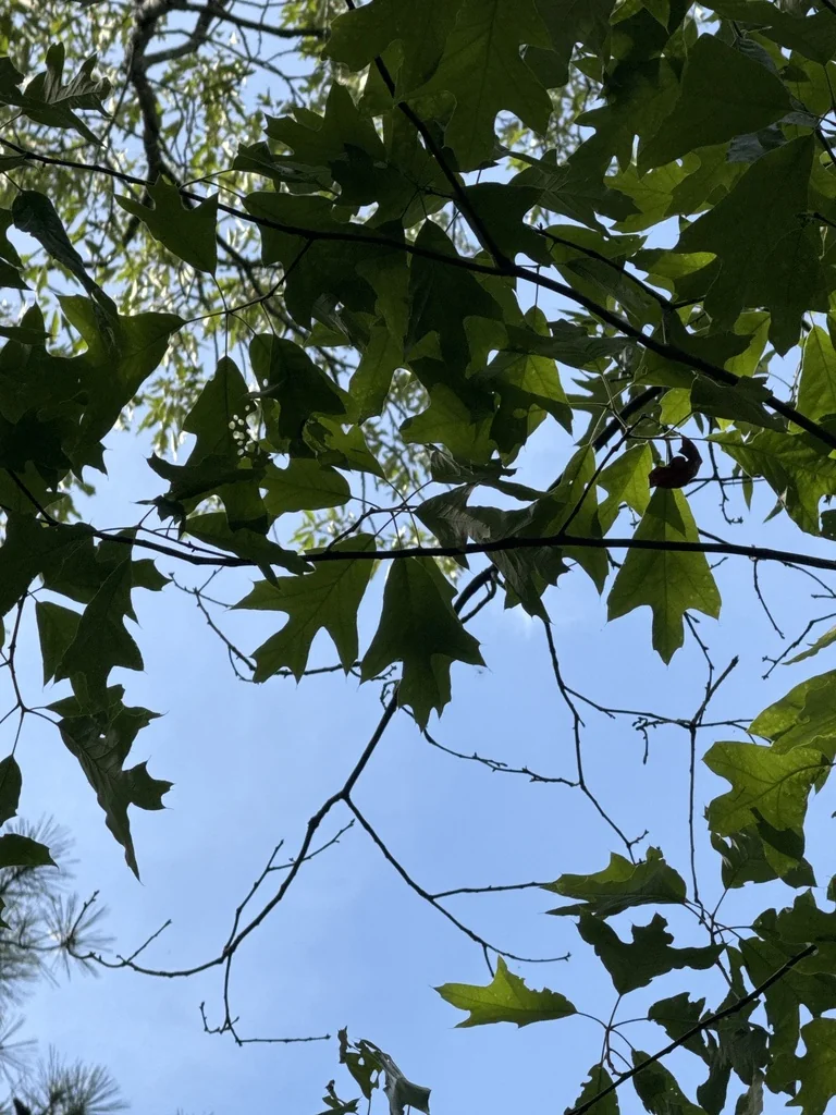 Quercus Pagoda