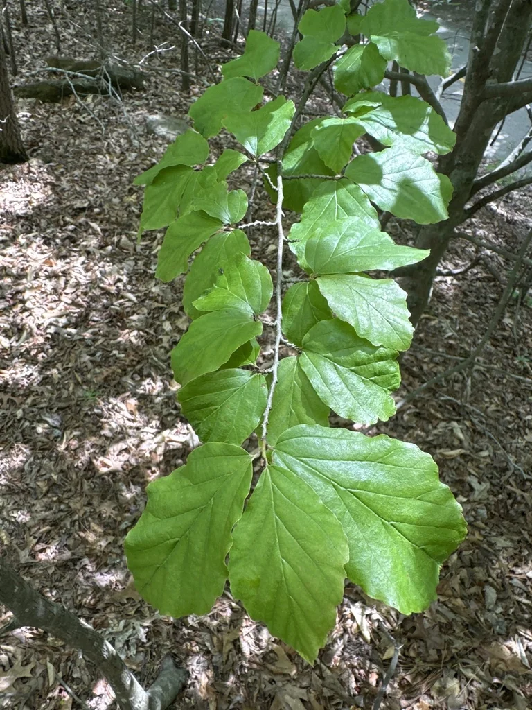 Parrotia Persica
