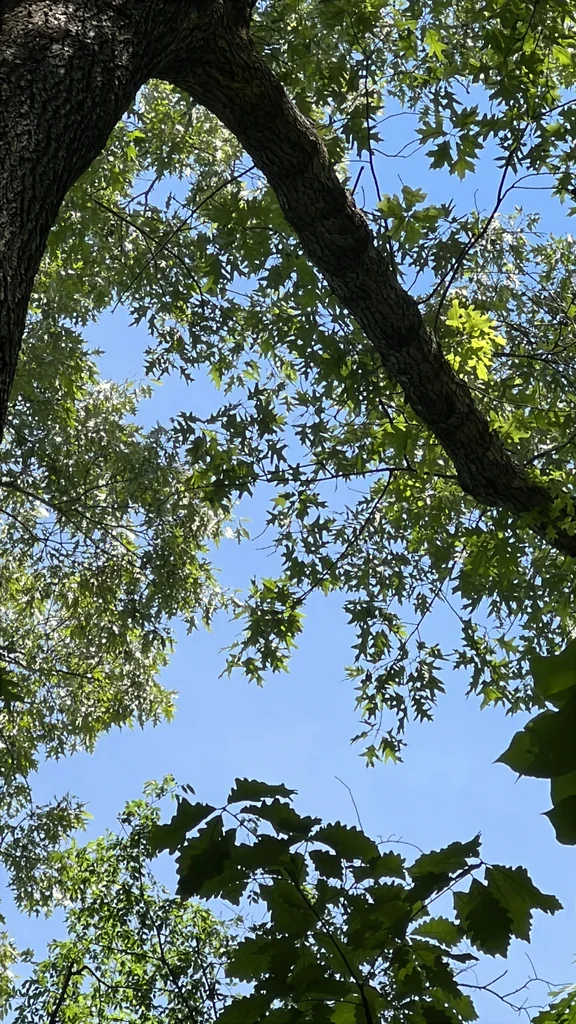 Quercus Pagoda