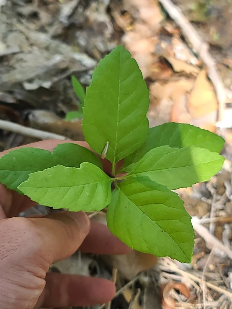 Fraxinus Velutina