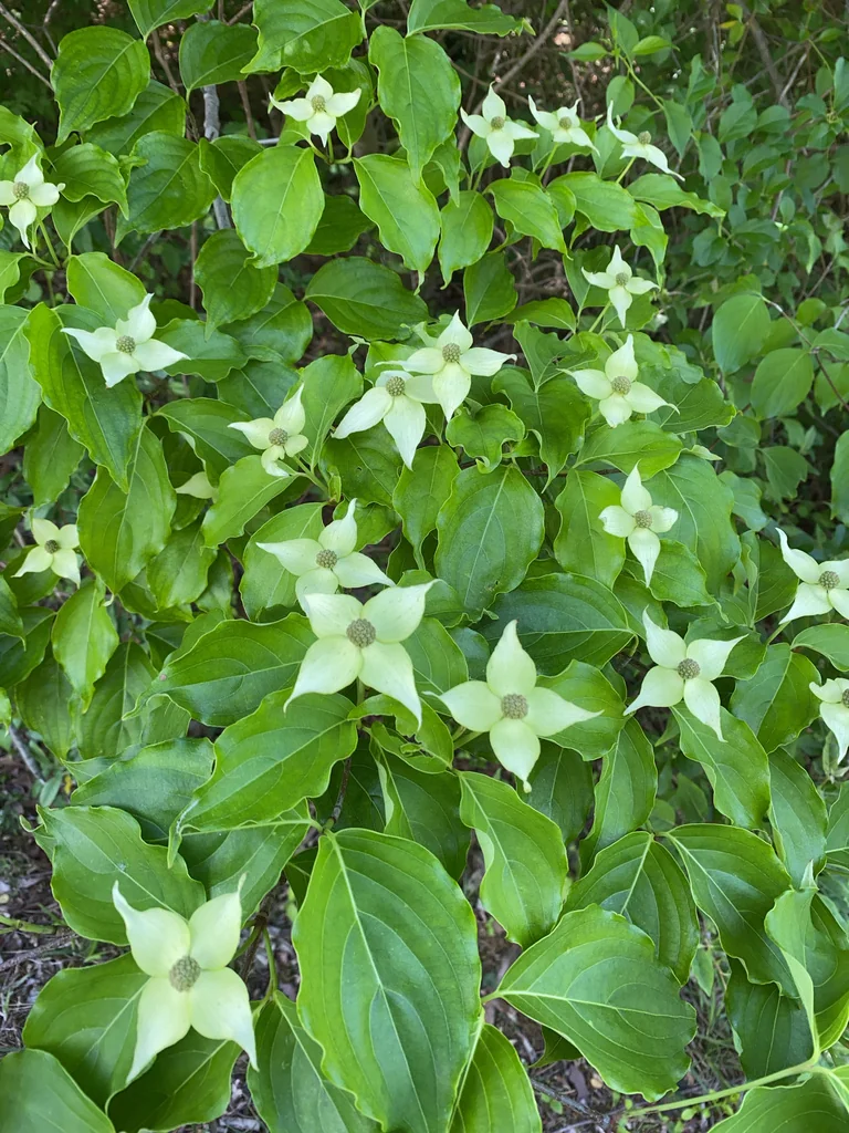 Cornus Kousa