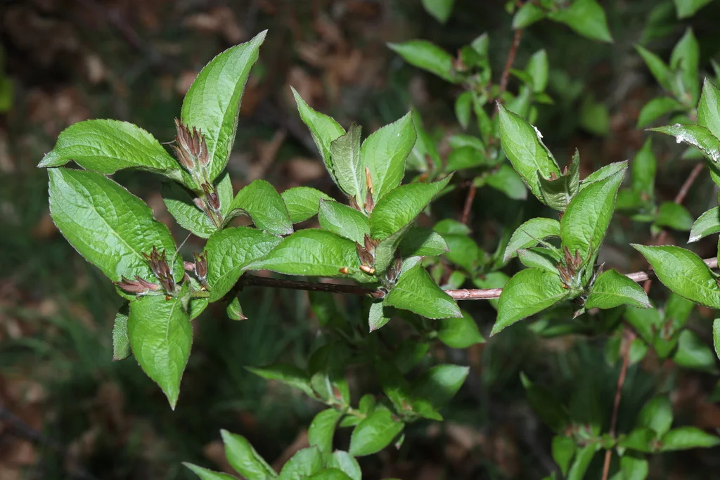 Weigela florida