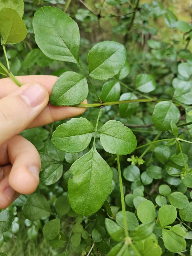 Fraxinus Dipetala