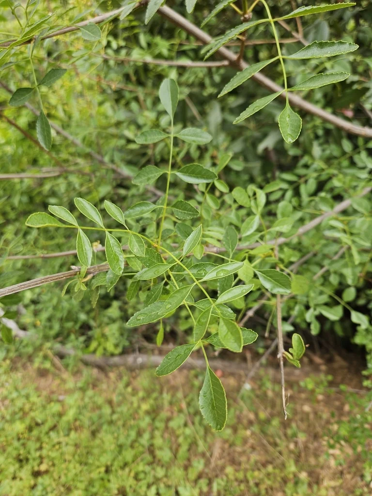 Fraxinus Dipetala