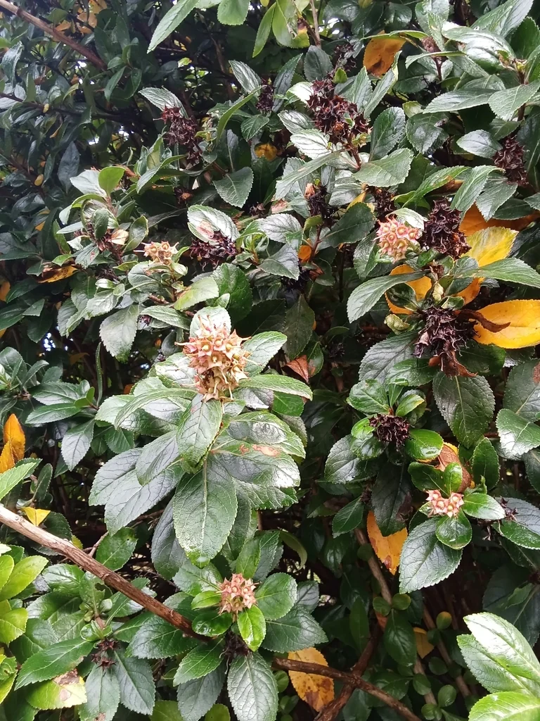Escallonia Rubra