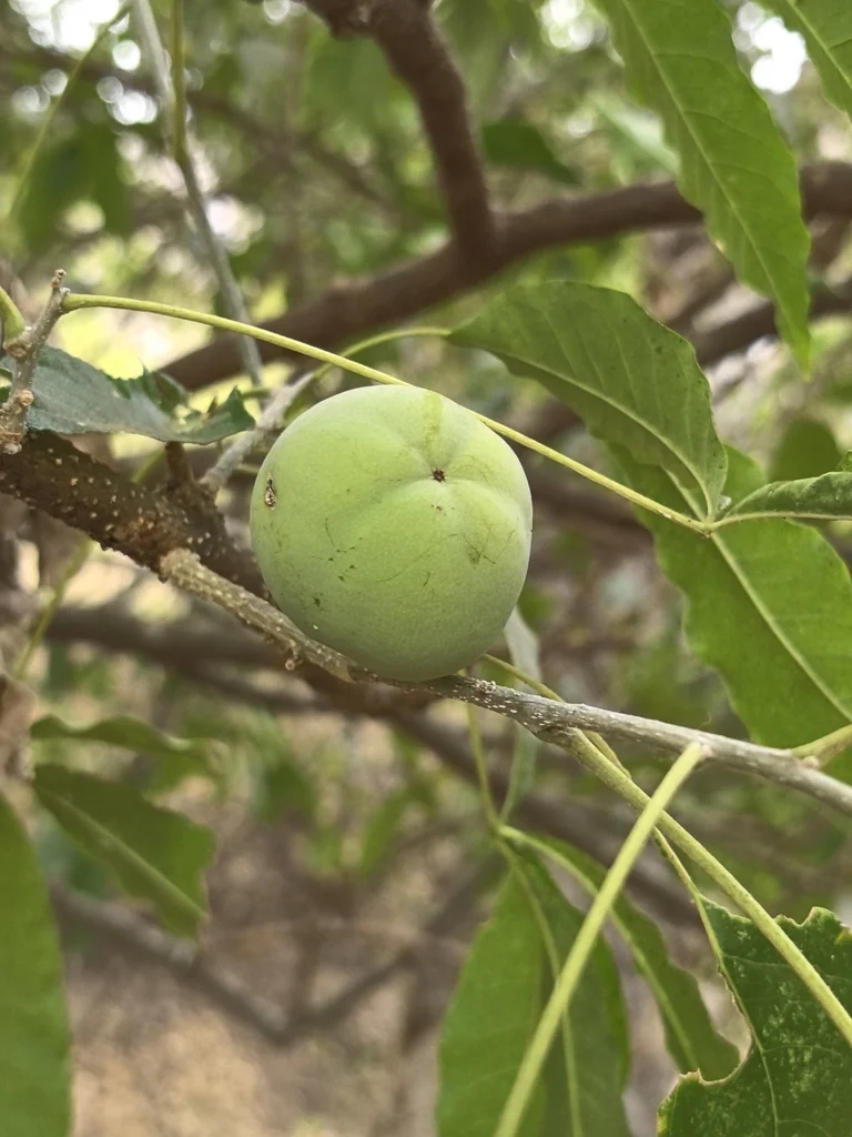 Casimiroa Edulis