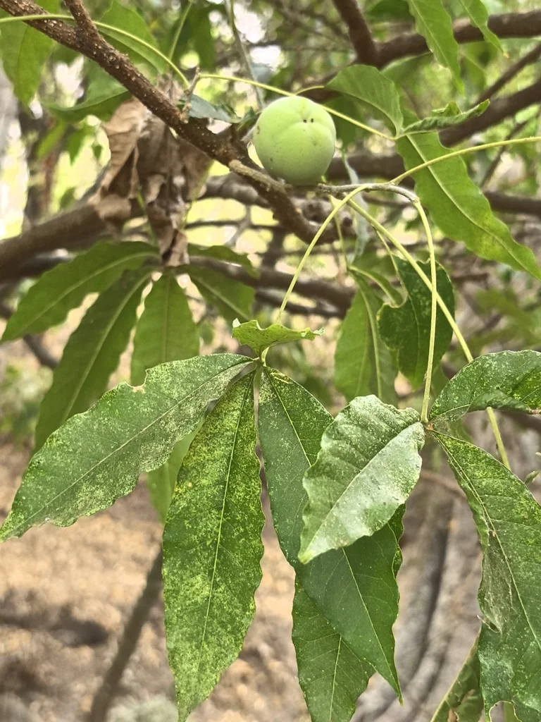 Casimiroa Edulis