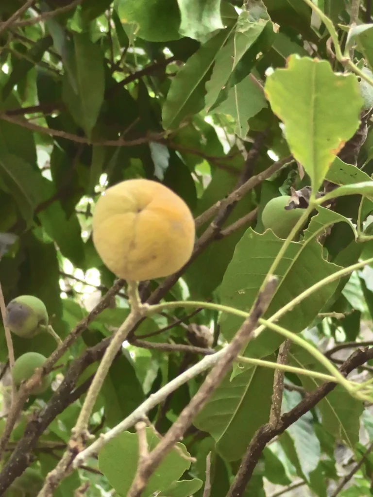 Casimiroa Edulis