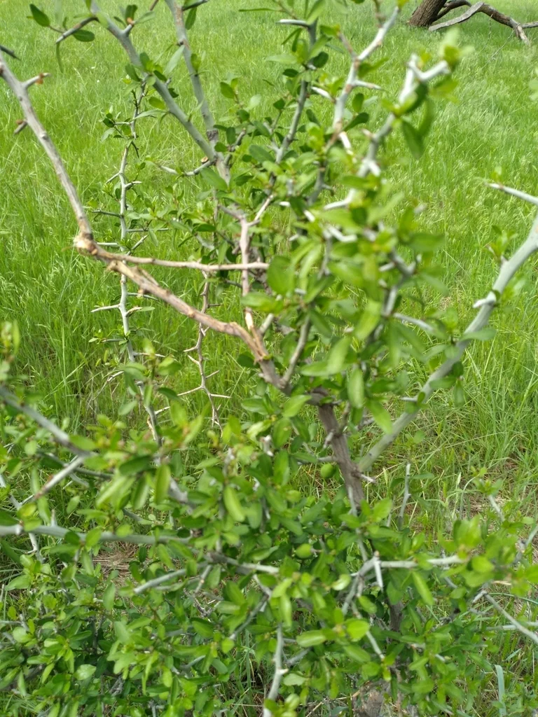 Ziziphus Obtusifolia