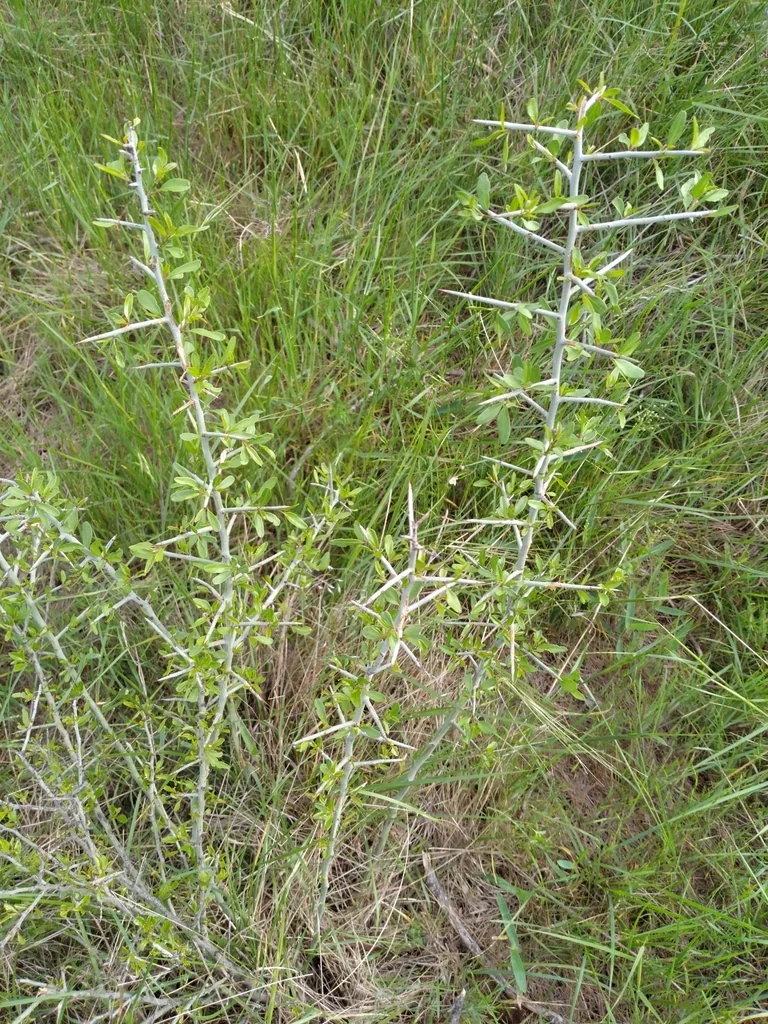 Ziziphus Obtusifolia