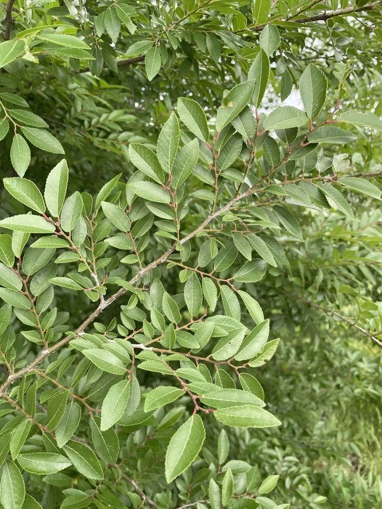 Ulmus Parvifolia
