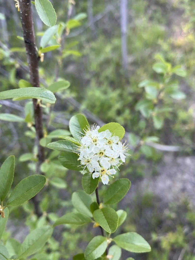 Prunus Emarginata