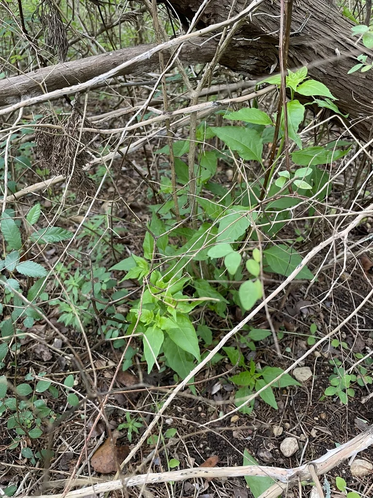 Capsicum annuum