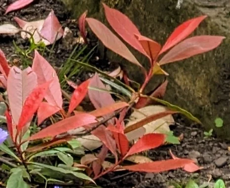 Photinia X Fraseri