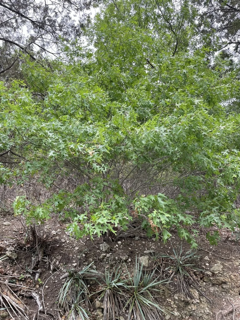 Quercus Buckleyi